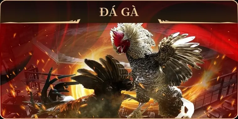 Bật Mí Cách Chơi Đá Gà GA28 Tại 98Win Từ Chuyên Gia 2 Bật Mí Cách Chơi Đá Gà GA28 Tại 98Win Từ Chuyên Gia