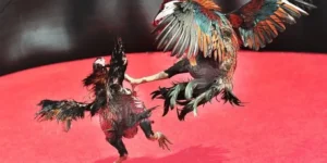 Chuyên Gia Hướng Dẫn Cách Chơi Đá Gà Sabong Tại 98Win