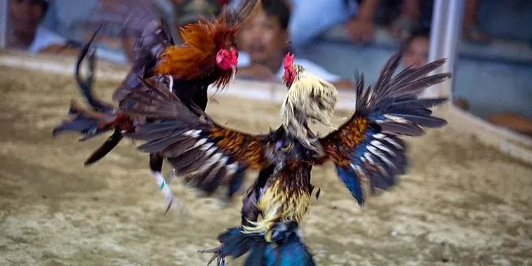 Chuyên Gia Hướng Dẫn Cách Chơi Đá Gà Sabong Tại 98Win 2 Chuyên Gia Hướng Dẫn Cách Chơi Đá Gà Sabong Tại 98Win